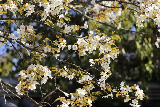 山桜