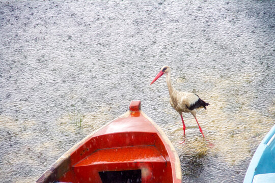 stork in tke rain