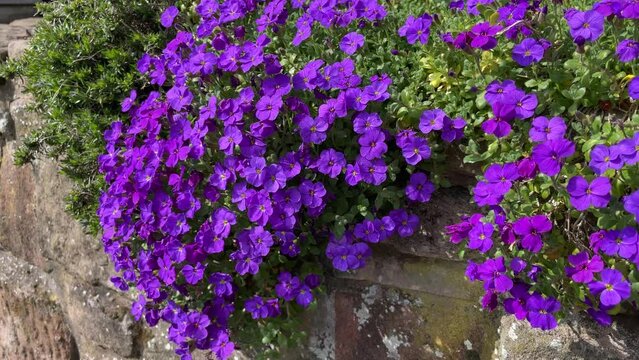 Aubrieta in flower hanging over a wall.