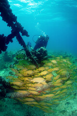 a diver diving a shipwreck on a caribbean island
