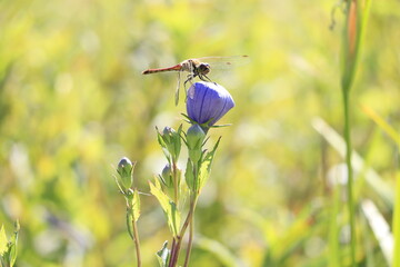 桔梗の蕾に留まっている赤蜻蛉