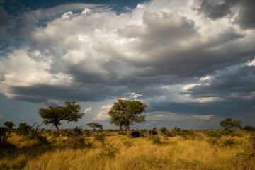 Fototapeta na wymiar African savannah, Game reserve like Kruger Park and the Serengeti, African bushveld and wilderness in South Africa, Kenya or Tanzania.