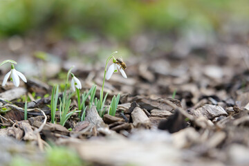 a little bee on a snowdrop, garden early spring, natural shot