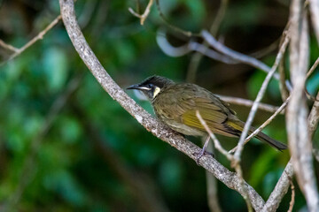 Close-Up of a Lewin’s Honeyeater sitting on a Branch of Tree, Queensland, Australia.