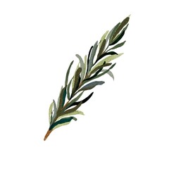 Rosemary grass green branch a watercolor sketch