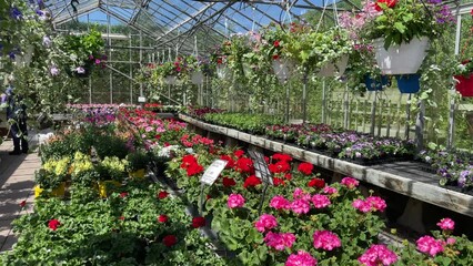 Spring flowers for sale in a garden nursery, England