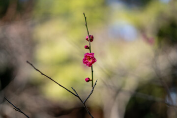 梅（大盃）の花びらとつぼみ