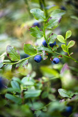 Blueberries in the forest 
