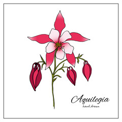 hand drawn Aquilegia flower . Vector illustration of plant elements for floral design. Colorful columbine flower for decoration, design