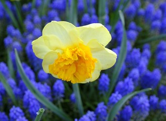 Rose, Lily, Tulip, Sunflower, Daisy, Orchid, Marigold, Daffodil, Peony, Carnation, Chrysanthemum,...