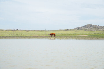 Obraz na płótnie Canvas one cow stands in the water of a pond on a hot summer day, steppe and mountains. Bayanaul National Park In Kazakhstan