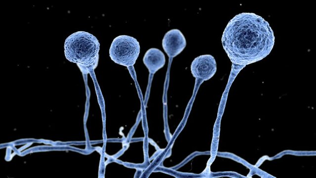 3D animation of a flight through the sporangia of Mucor mould. Opportunistic fungi that cause mucormycosis involving skin, nasal sinuses, brain and lungs. Complication of Covid-19.