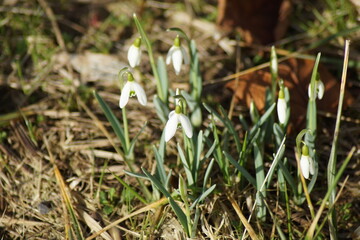 Snowdrops in the sun in February 2024