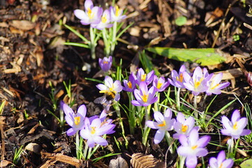 the first crocuses of the year in february 2024 and a bumblebee