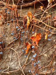 Autumnal vines with shriveled leaves and clusters of blue berries against a stone wall, depicting seasonal change.