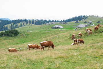 Fototapeta na wymiar happy brown alpine cows are resting under the spring sun on a green lawn by the authentic slovenian village