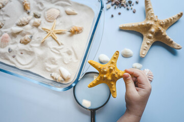 A child studies sand and shells, an idea for an activity with a child