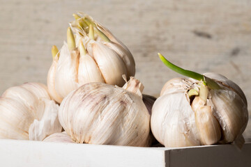 Close up view of sprouted dry garlic, healthy food ingredient, agricultural food harvest
- 738017376