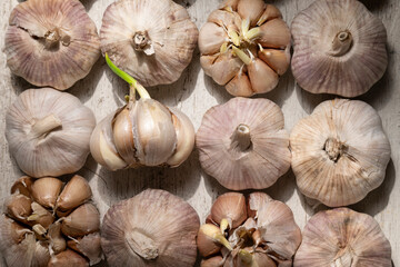 Close up view of sprouted dry garlic, healthy food ingredient, agricultural food harvest
- 738017515