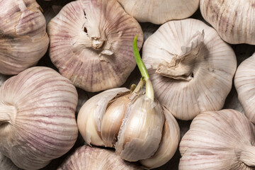 Close up view of sprouted dry garlic, healthy food ingredient, agricultural food harvest
