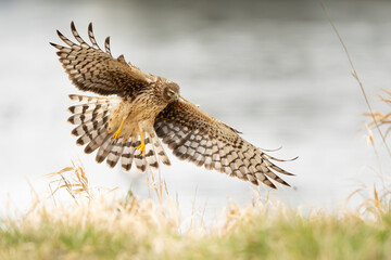 Northern harrier hawk in flight with wing and tail feathers widely spread