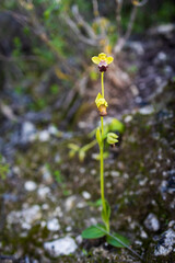 Ophrys omegaifera ssp. israelitica. Red Book of Israel