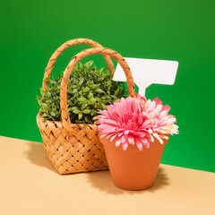 Spring gardening concept. Working in greenhouse. Decorative wicker basket and greenery.
