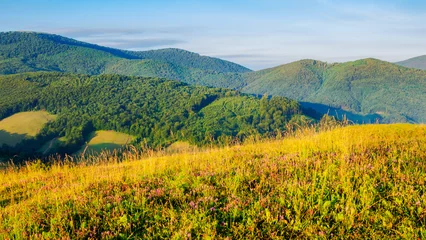 Foto op Aluminium grassy meadow in carpathian mountain in summer. beautiful countryside landscape with forested hills in morning light © Pellinni