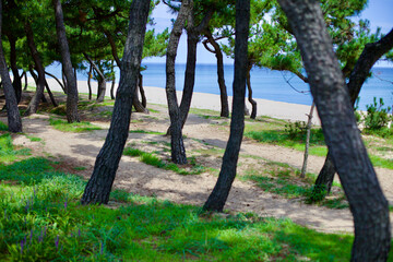 Pine Trees and Songjeong Beach View