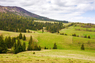 carpathian countryside scenery in spring. landscape with coniferous trees on the grassy hills on a cloudy day