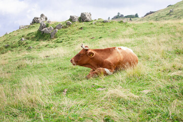happy brown alpine cows are resting under the spring sun on a green lawn by the authentic slovenian village