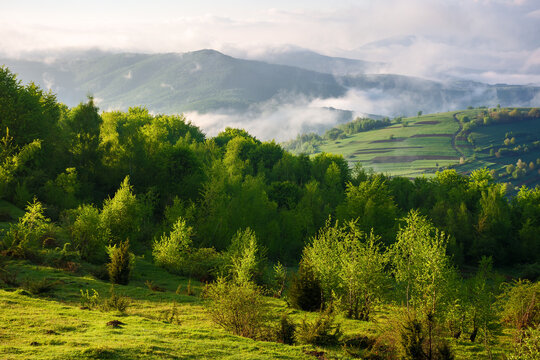 carpathian countryside scenery on a foggy morning in spring. stunning view of forested rolling hills in mist and clouds on a sunny day. beautiful remote area of mountainous rural landscape of ukraine