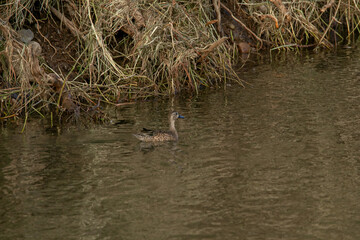 spatula discors, cerceta aliazul o pato de alas azules en autlan de navarro jalisco mexico