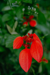 Obraz na płótnie Canvas Close up of the bright red flower of the Ashanti blood, Red Flag Bush and Tropical Dogwood scientific name Mussaenda Erythrophilla in Surabaya, East java.