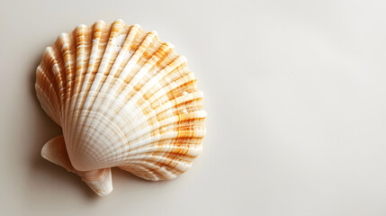 Obraz premium Natural Seashell on Soft Neutral Background