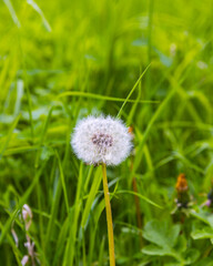 Dandelion