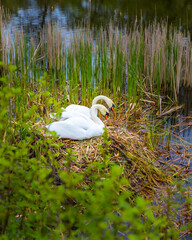 Pair of swans building a nest