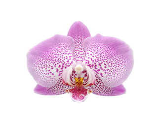 Fototapeta na wymiar Single spotted lilac orchid flower isolated on white background top view 
