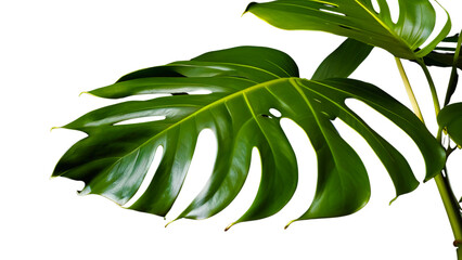Monstera deliciosa leaves look super realistic isolated on Transparent Background