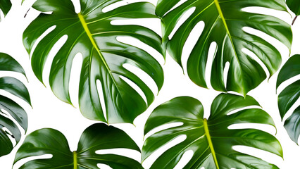 Monstera deliciosa leaves look super realistic isolated on Transparent Background