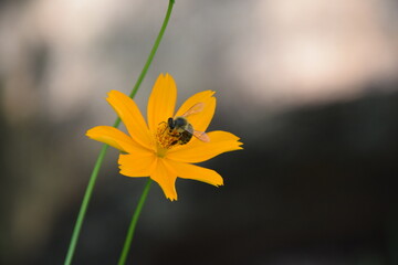 apis mellifera bee sipping nectar from a yellow persian chrisanthemum