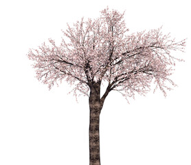 桜の木_3Dイラスト_3