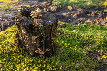 Mushrooms False honey fungus on a stump in a beautiful autumn forest.
