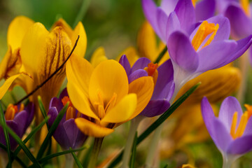 yellow crocus flowers in spring