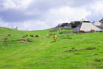 authentic slovenian wooden huts in a green alpine valley for seasonal horned cattle grazing