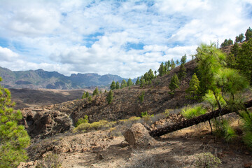 Panoramic view of the  mountains on the island of Gran Ganaria with pine trees