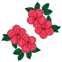 Hibiscus flower illustration on isolated background. Hand drawn tropical flower drawing.