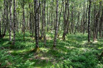 Fototapeta premium Birch in a green forest in the sun light