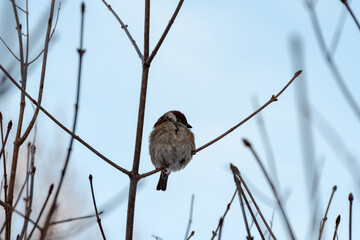 A funny ruffled tree sparrow (Passer montanus) close-up on a bare lilac branch on a frosty winter day against the blue sky