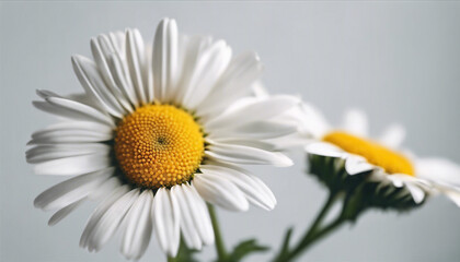 daisy flower, isolated white background, copy space for text
 - obrazy, fototapety, plakaty